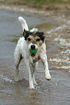 Parson Russell Terrier