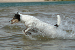 Parson Russell Terrier