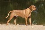 Rhodesian Ridgeback