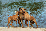 Rhodesian Ridgeback