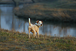 Parson Russell Terrier