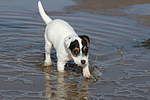 Parson Russell Terrier Welpe / parson russell terrier puppy