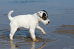 Parson Russell Terrier Welpe / parson russell terrier puppy