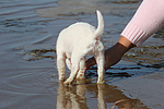 Parson Russell Terrier Welpe / parson russell terrier puppy