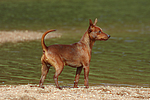 Rehpinscher / miniature pinscher