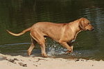 Rhodesian Ridgeback