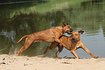 Rhodesian Ridgebacks