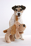 Parson Russell Terrier