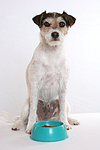 Parson Russell Terrier