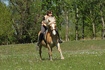 Frau reitet Haflinger / woman rides haflinger horse