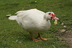 Warzenente / muscovy duck