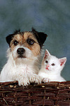 Parson Russell Terrier und Kätzchen / parson russell terrier and kitten