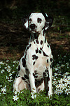 Dalmatiner / dalmatian