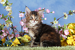 Maine Coon Kätzchen / maine coon kitten