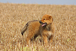 Harzer Fuchs Welpe / Harzer Fuchs puppy