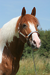 Pinto Hengst / pinto stallion