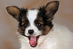 Papillon Welpe / papillon puppy