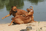 Rhodesian Ridgebacks