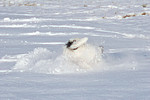 Parson Russell Terrier rennt durch den Schnee / prt running through snow