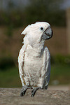 Kakadu / cockatoo