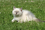 Britisch Kurzhaar Kätzchen / british shorthair kitten