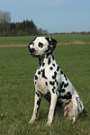 Dalmatiner / dalmatian