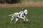 Dalmatiner / dalmatian