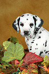 Dalmatiner Welpe / dalmatian puppy