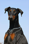 Dobermann / doberman pinscher