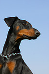 Dobermann / doberman pinscher