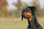 Dobermann / doberman pinscher