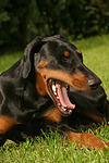 Dobermann / doberman pinscher