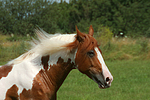 Pinto Hengst / pinto stallion