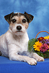 Parson Russell Terrier