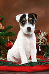 Parson Russell Terrier Welpe zu Weihnachten / PRT puppy at christmas