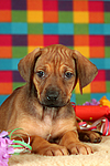 Rhodesian Ridgeback Welpe / rhodesian ridgeback puppy