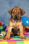 Rhodesian Ridgeback Welpe / rhodesian ridgeback puppy