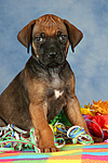 Rhodesian Ridgeback Welpe / rhodesian ridgeback puppy