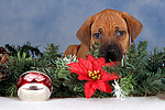 Rhodesian Ridgeback Welpe / rhodesian ridgeback puppy