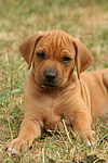 Rhodesian Ridgeback Welpe / rhodesian ridgeback puppy