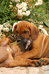 Rhodesian Ridgeback Welpen / rhodesian ridgeback puppies