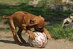 Rhodesian Ridgeback Welpe / rhodesian ridgeback puppy