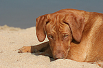 Rhodesian Ridgeback