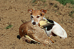 Parson Russell Terrier