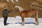 Haflinger Hengst / haflinger horse stallion