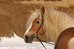 Haflinger Portrait / haflinger horse portrait