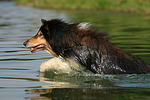 badender Langhaarcollie / bathing longhaired collie