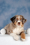 Miniature Australian Shepherd Welpe / miniature australian shepherd puppy