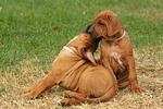 Rhodesian Ridgeback Welpen / rhodesian ridgeback puppies