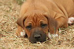 Rhodesian Ridgeback Welpe / rhodesian ridgeback puppy